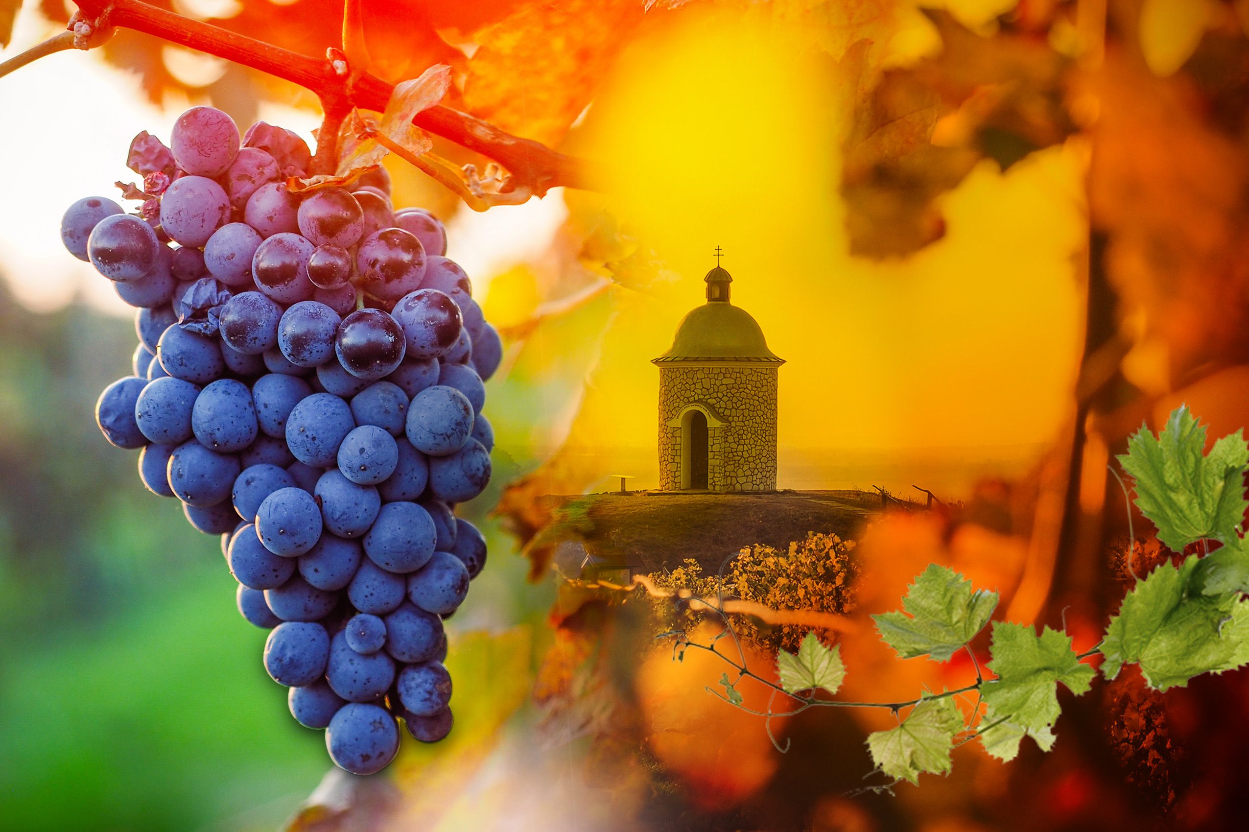 Velkobílovické vinobraní 2023